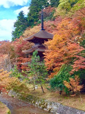 🏯 금강원(콘고인) 이미지 2