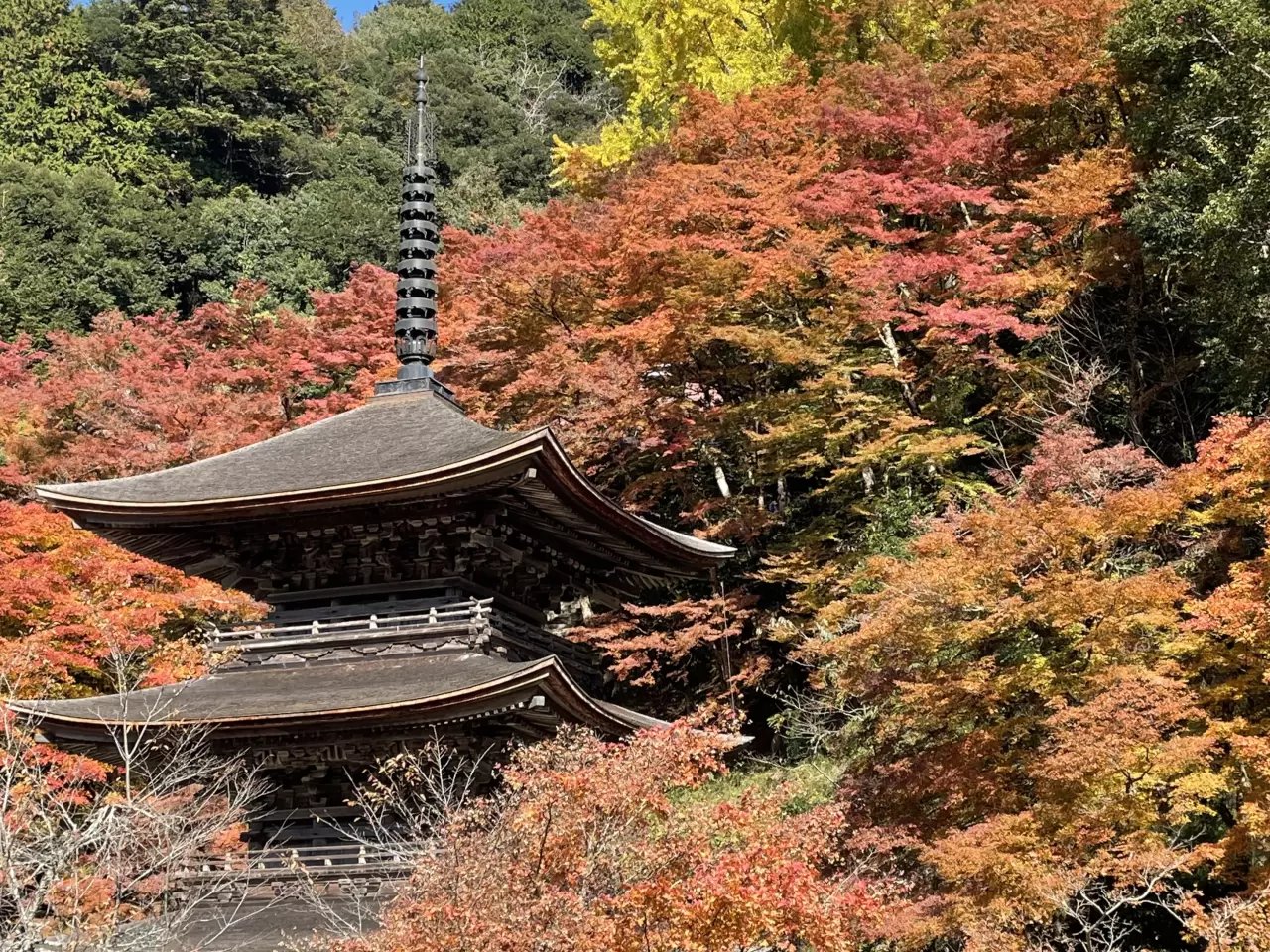 🏯 금강원(콘고인)