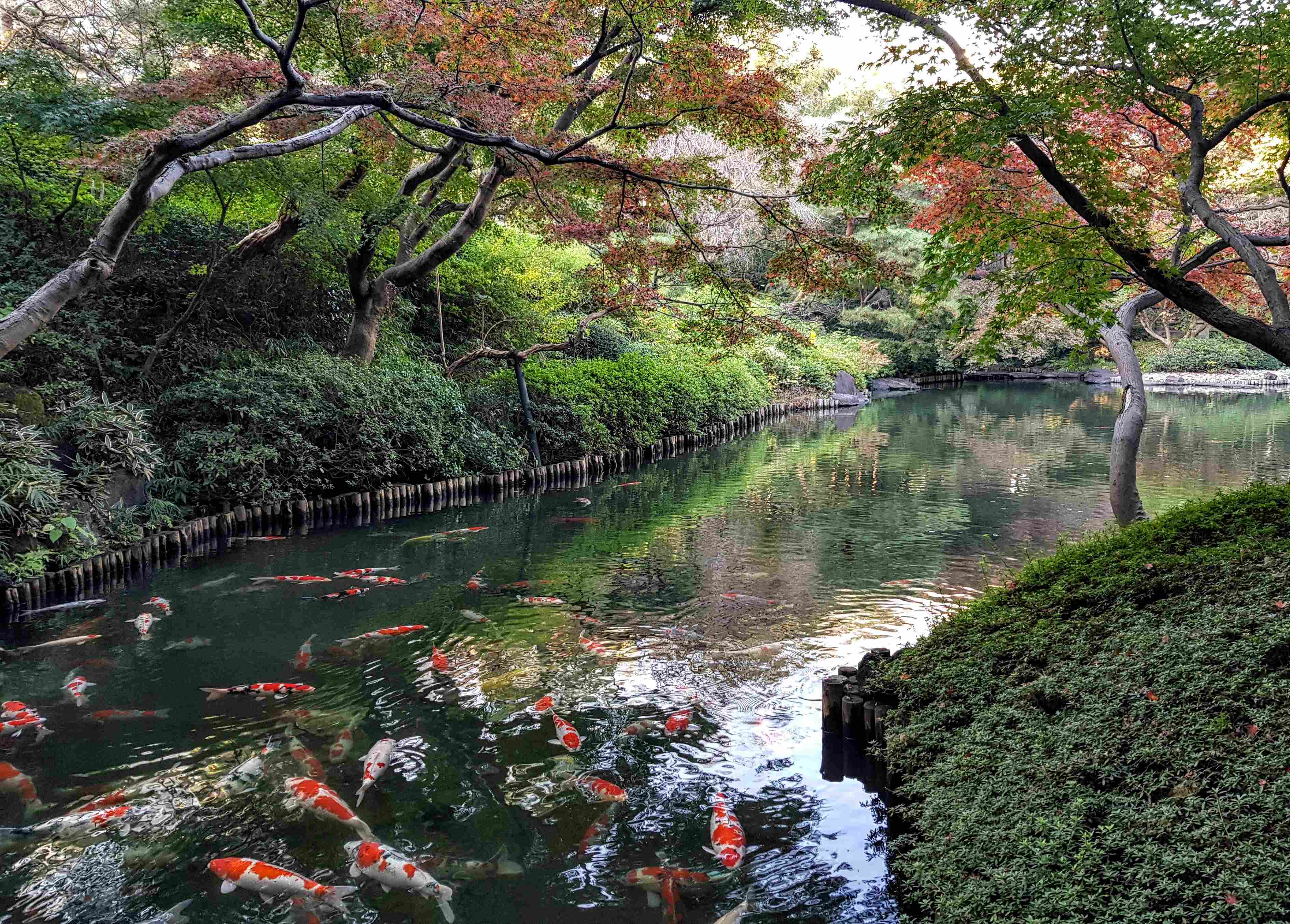 🌳 핫포엔 이미지 3