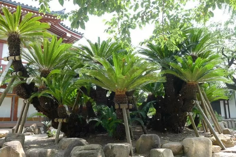 🏯 고후산 묘코쿠지 (Myokoku-ji Temple) 이미지 3