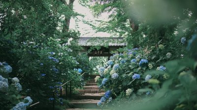 🌸 자복사(시후쿠지)