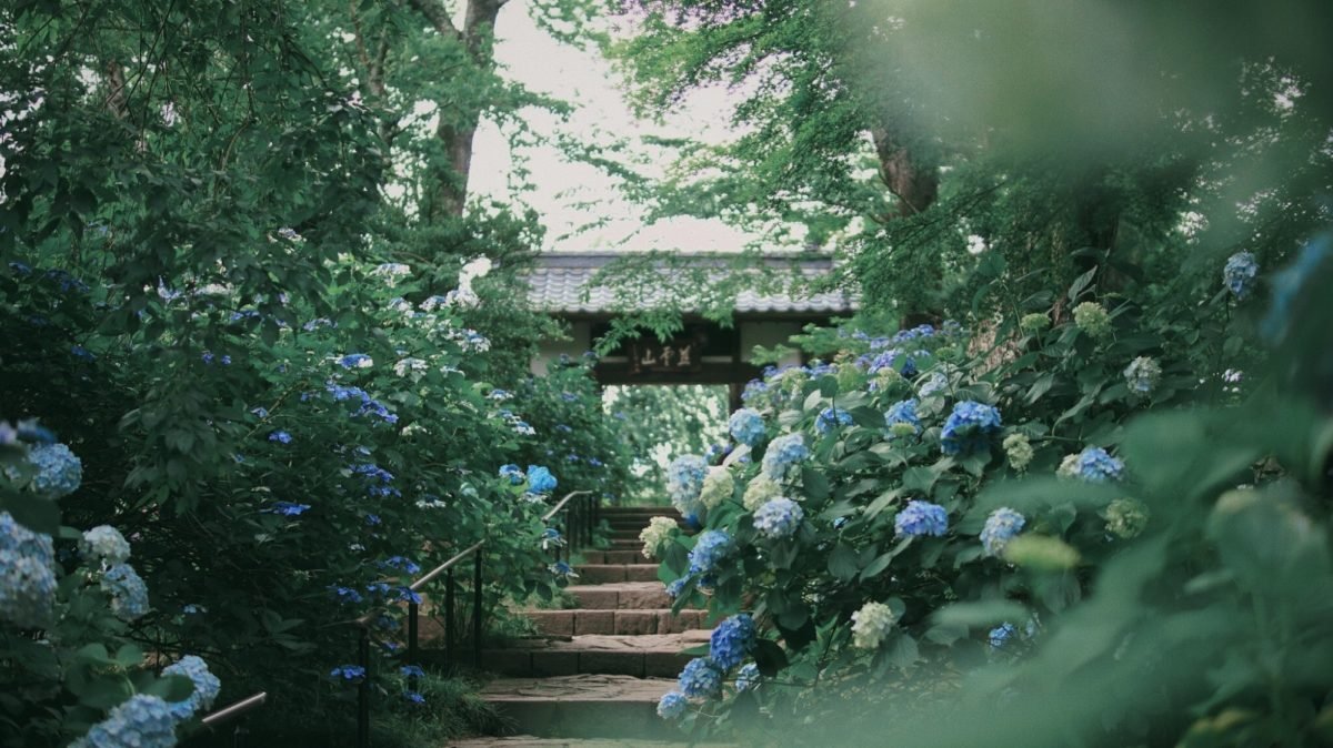 🌸 자복사(시후쿠지) 이미지 1