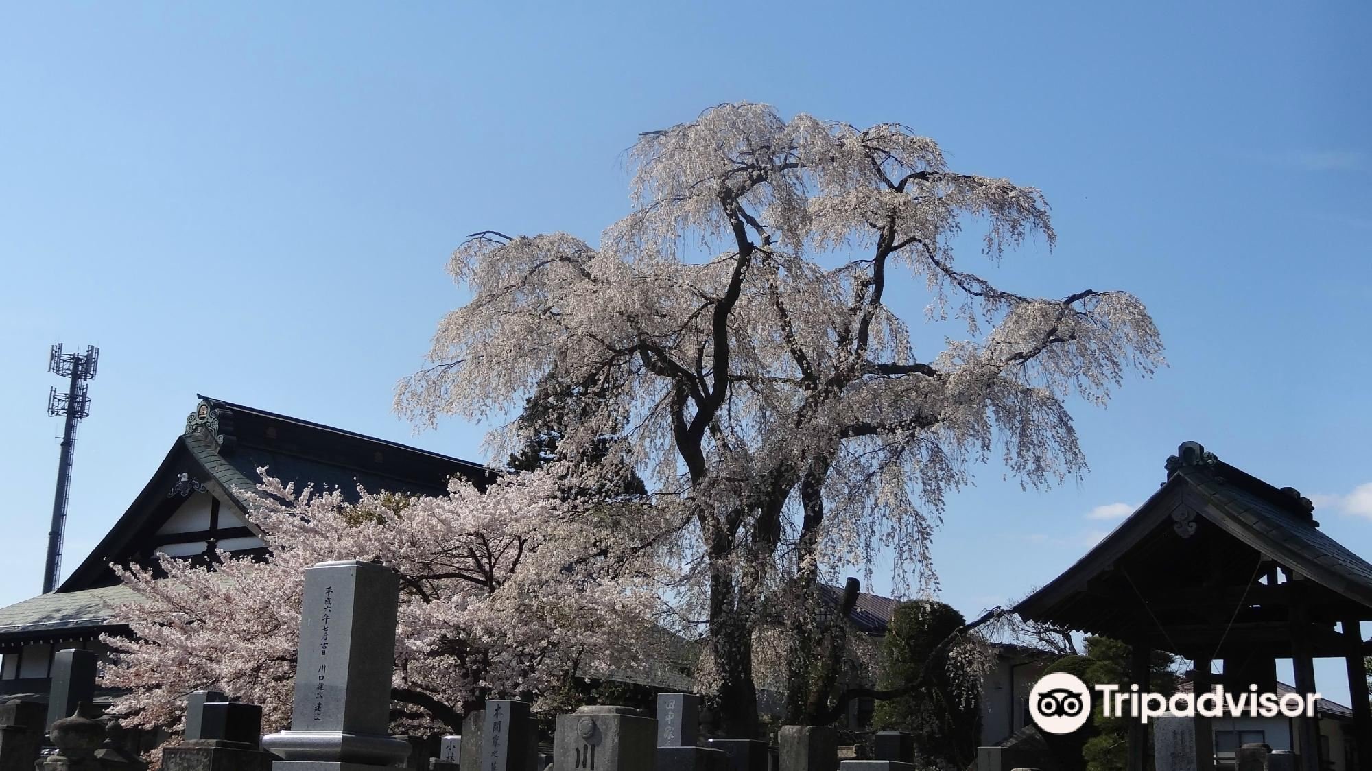 🏯 묘덕사(묘토쿠지) 이미지 2
