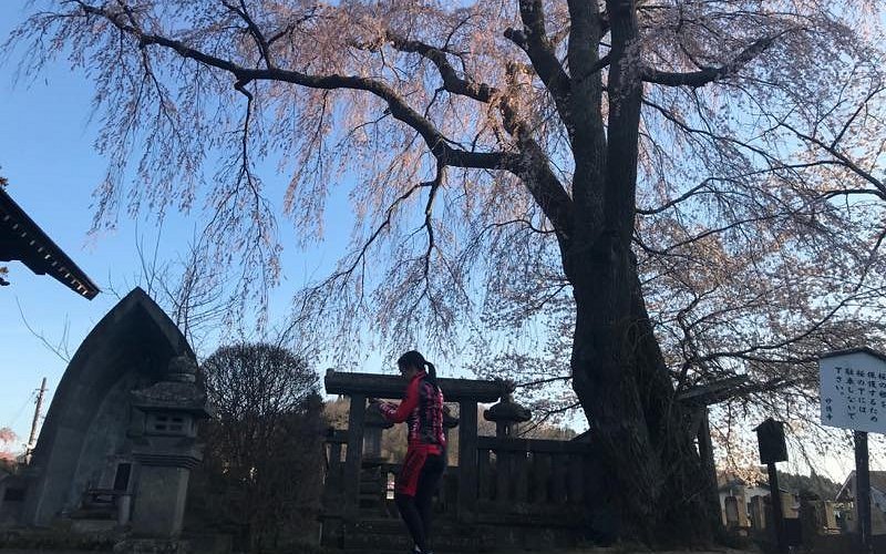 🏯 묘덕사(묘토쿠지) 이미지 4