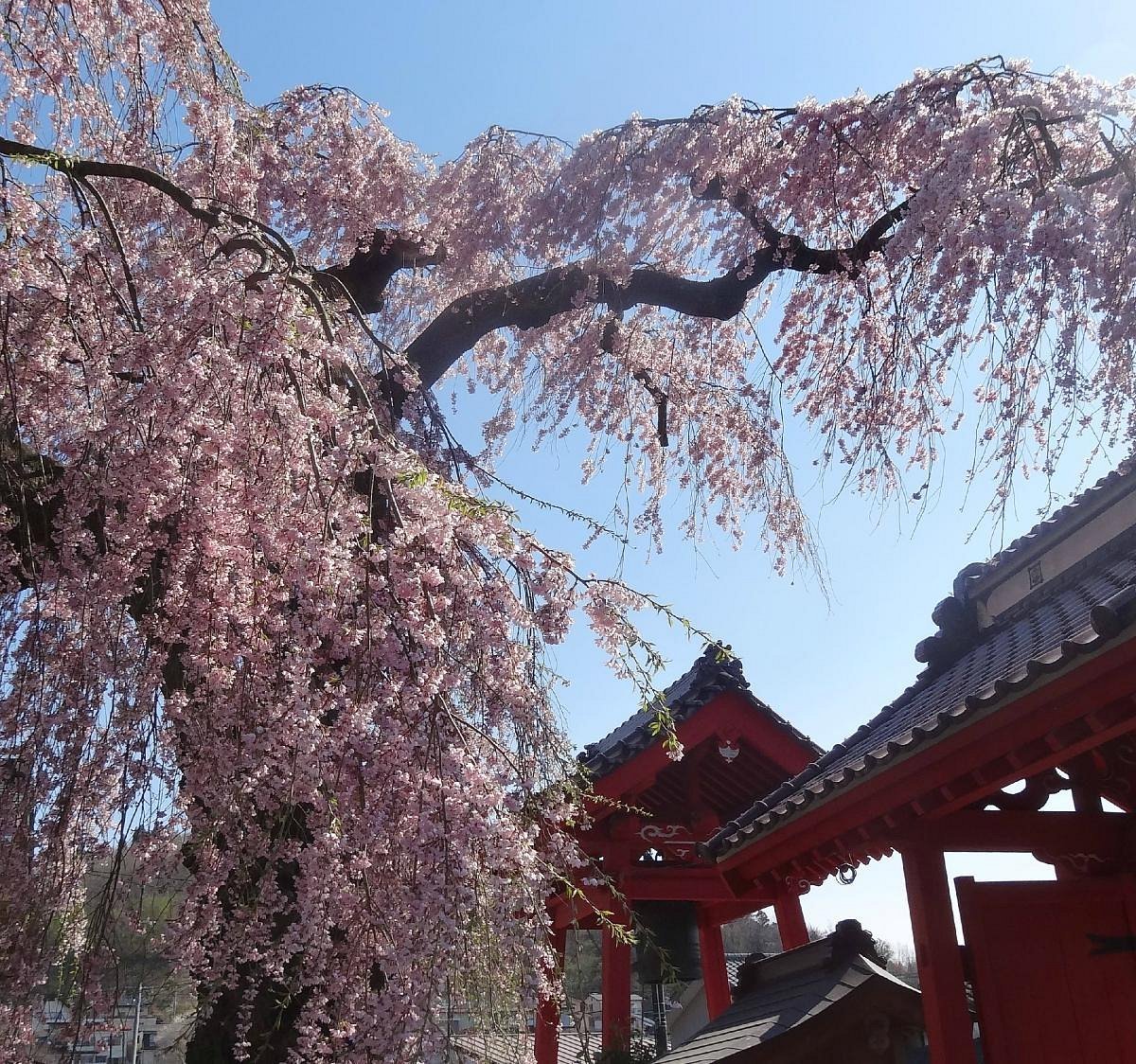 🌸 묘칸지 이미지 2