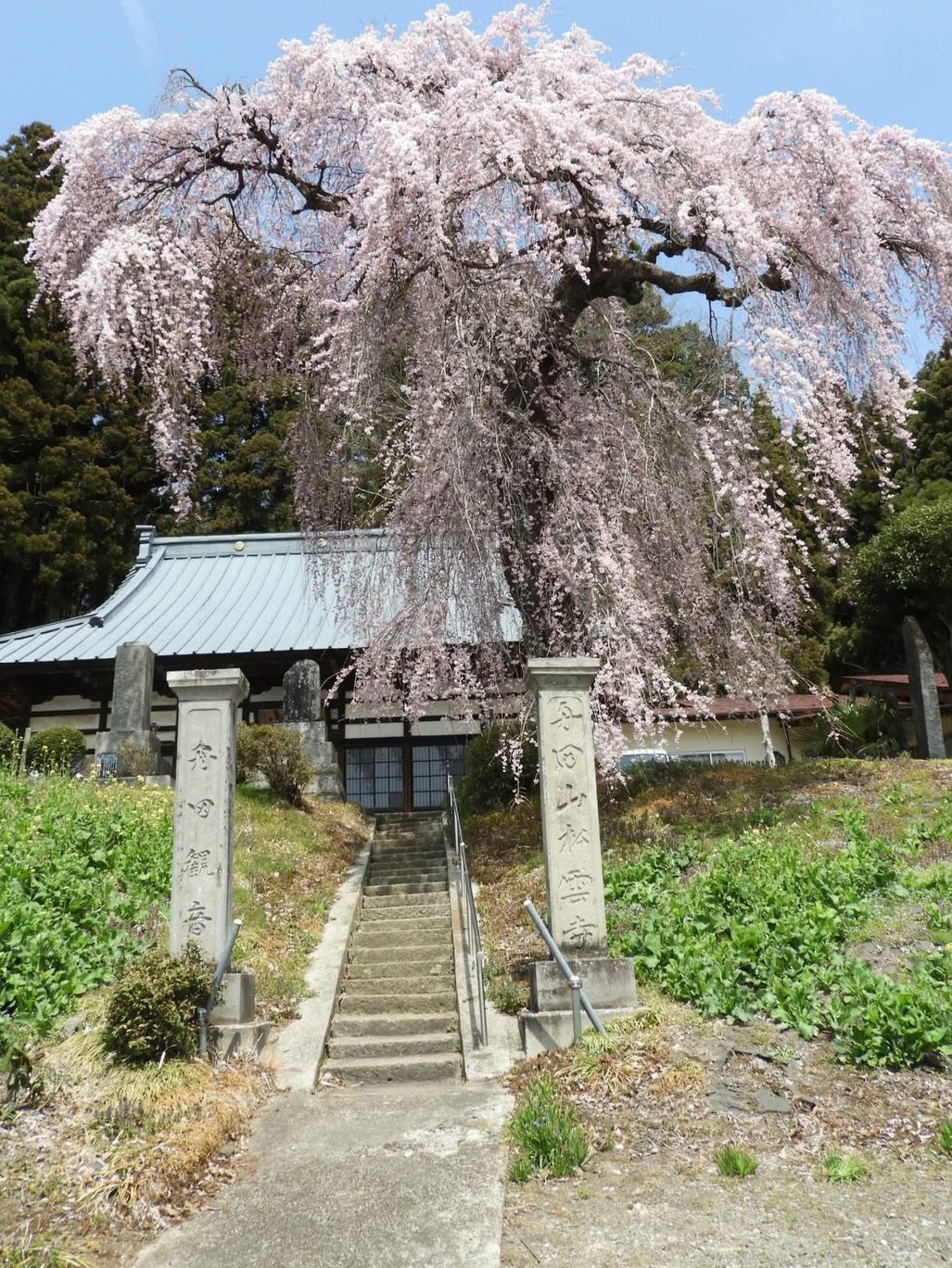 🌸 묘칸지 이미지 7