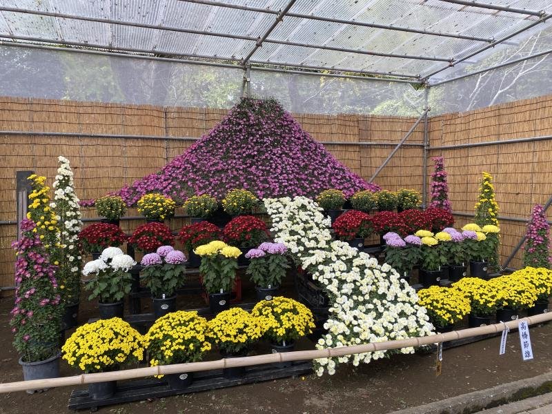 ⛩️ 대보팔번궁(다이호하치만구) 이미지 9