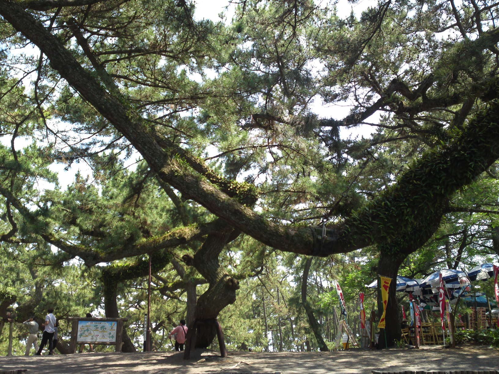 🌲 미호노마츠바라 이미지 4