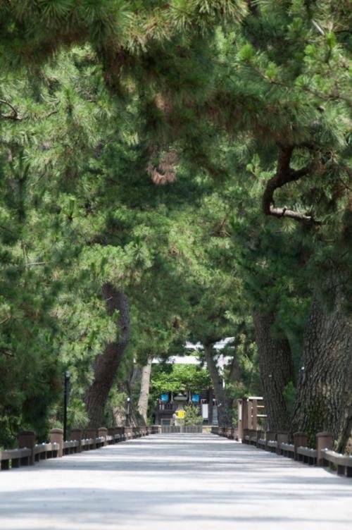 🌲 미호노마츠바라 이미지 5