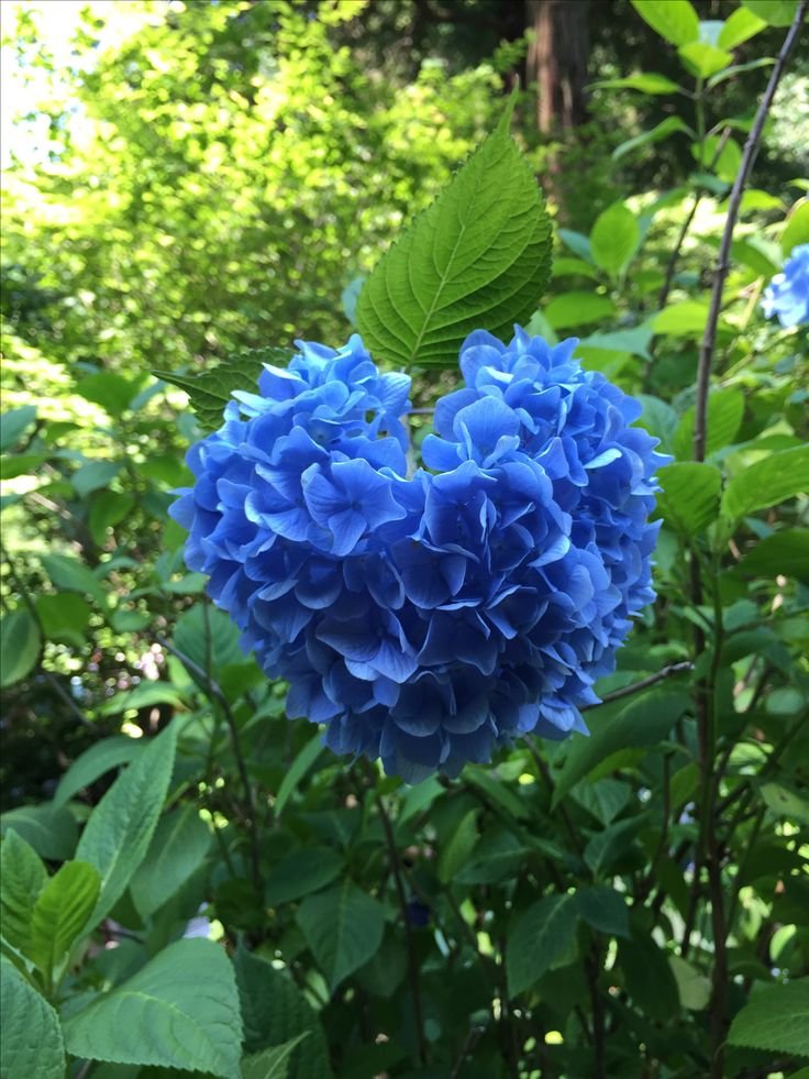 🌸 쵸호지(長法寺) 이미지 8