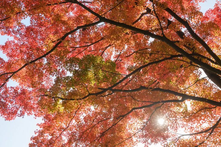 ⛰️ 쓰쿠바산 이미지 16