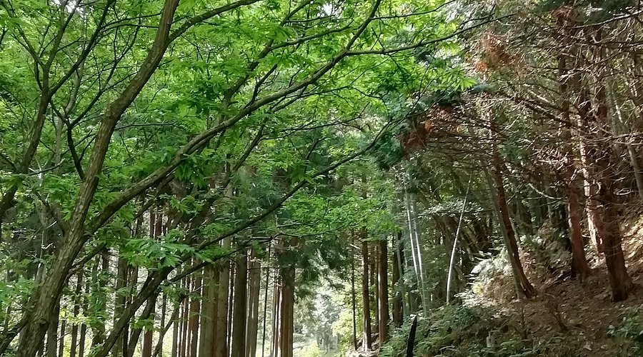 🏯 평등사(뵤도지) 이미지 3