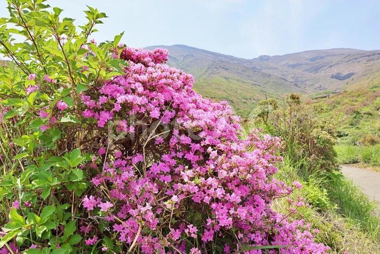🏞️ 센스이쿄 이미지 3