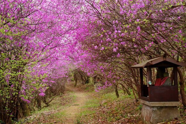🏯 능엄사(료곤지) 이미지 9