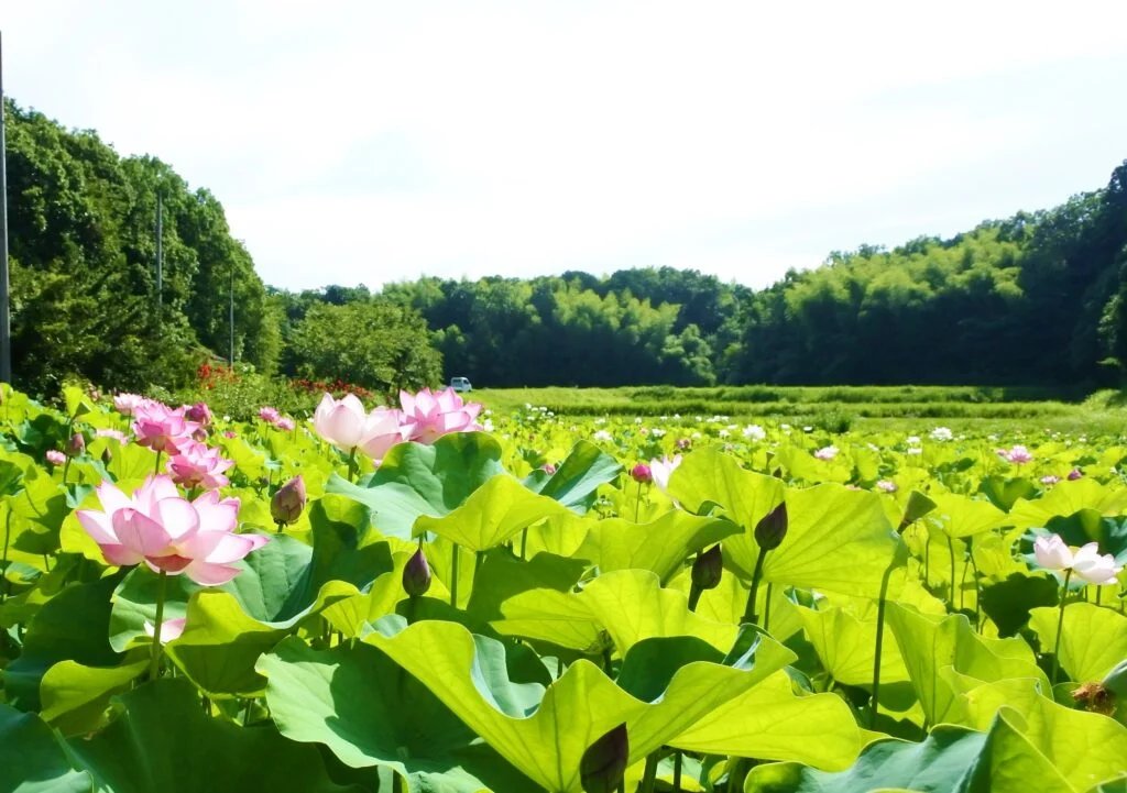🏯 능엄사(료곤지) 이미지 10