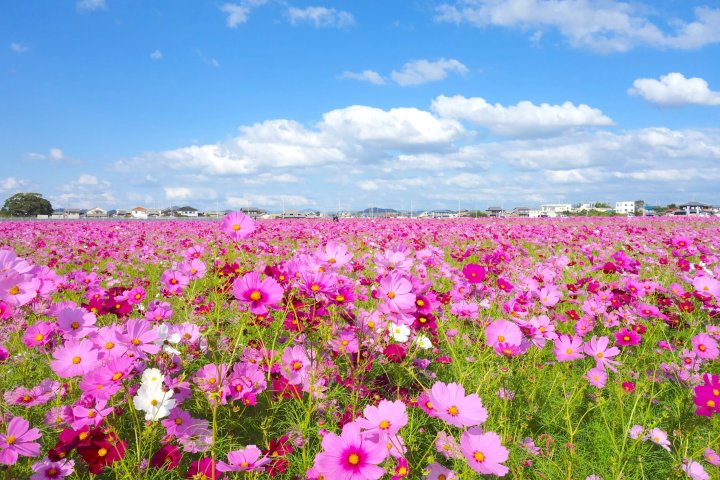 ⛩️ 십락사(쥬라쿠지) 이미지 8