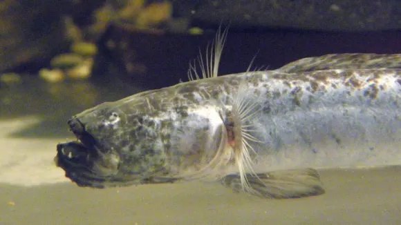 🐠 柳川有明海水族館(やながわありあけかいすいぞくかん)