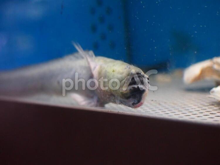 🐠 柳川有明海水族館(やながわありあけかいすいぞくかん) 이미지 6