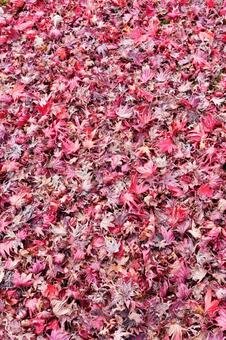 🍁 양족사(료소쿠지) 이미지 8