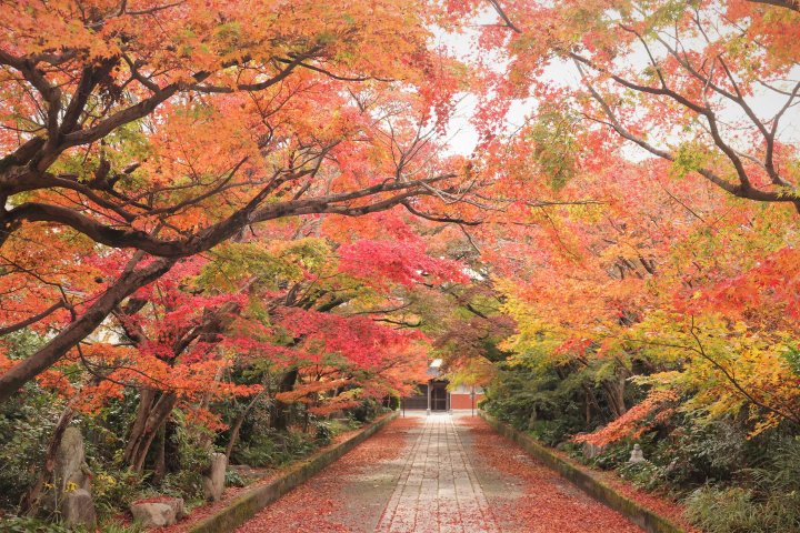 🏛️ 채향정(사이코테이) 이미지 7