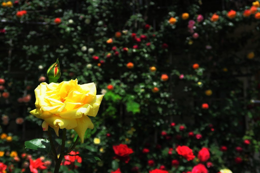 卍 마츠오데라 이미지 4