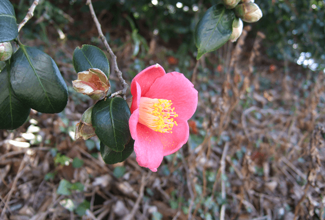 🏞️ 쇠곶(카네자키) 이미지 2