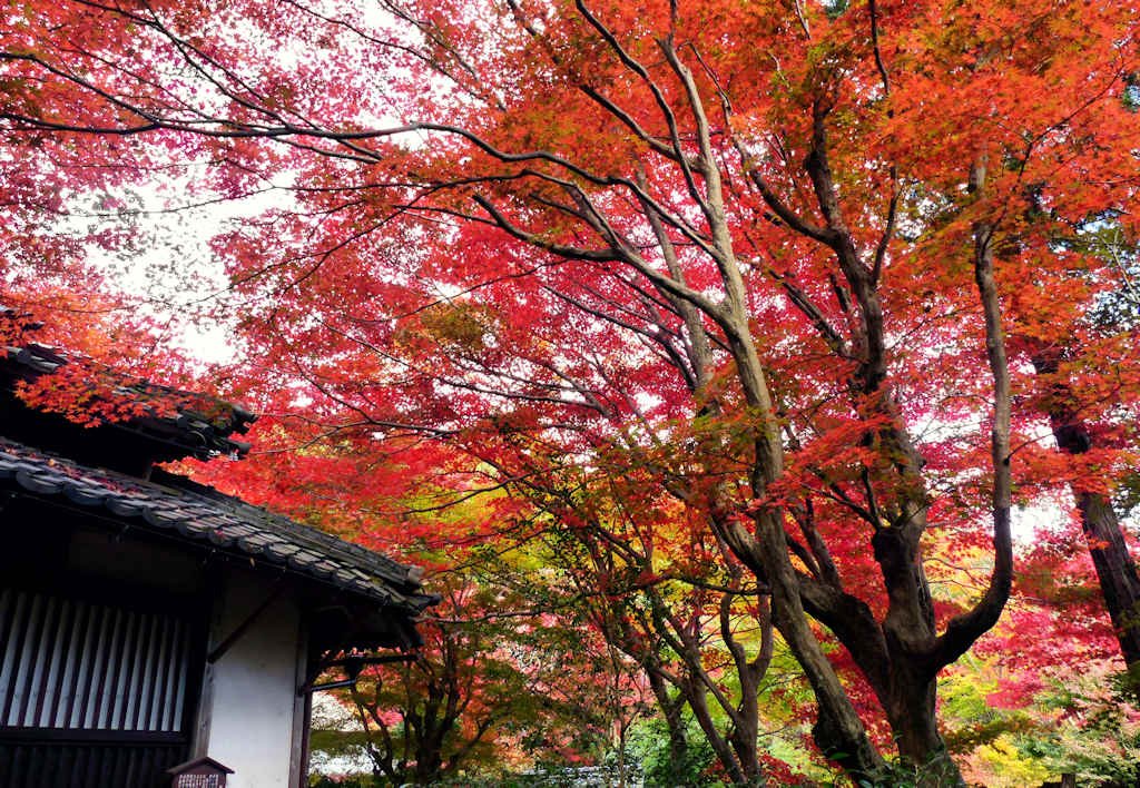 🍁 교린보(쿄린보) 이미지 4