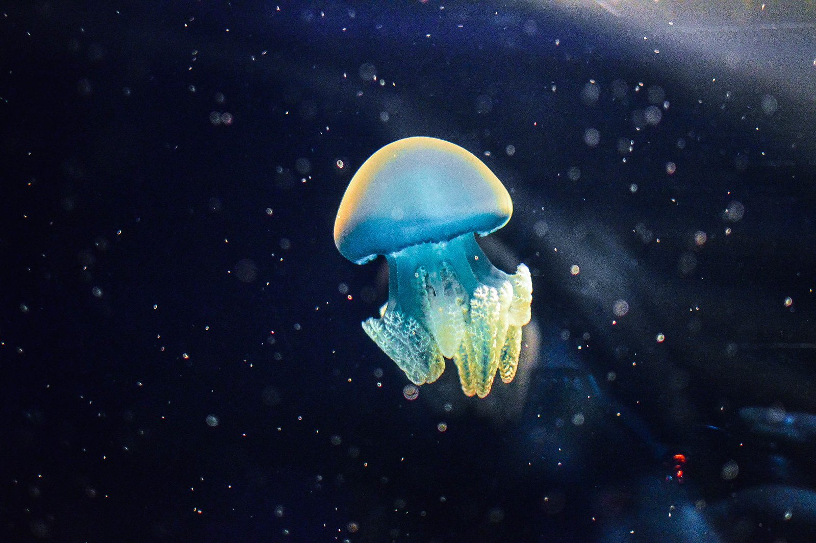 🐠 가이유칸 이미지 4