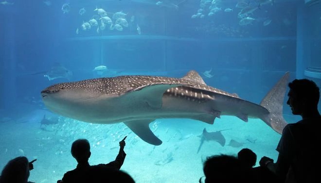 🐠 가이유칸 이미지 5