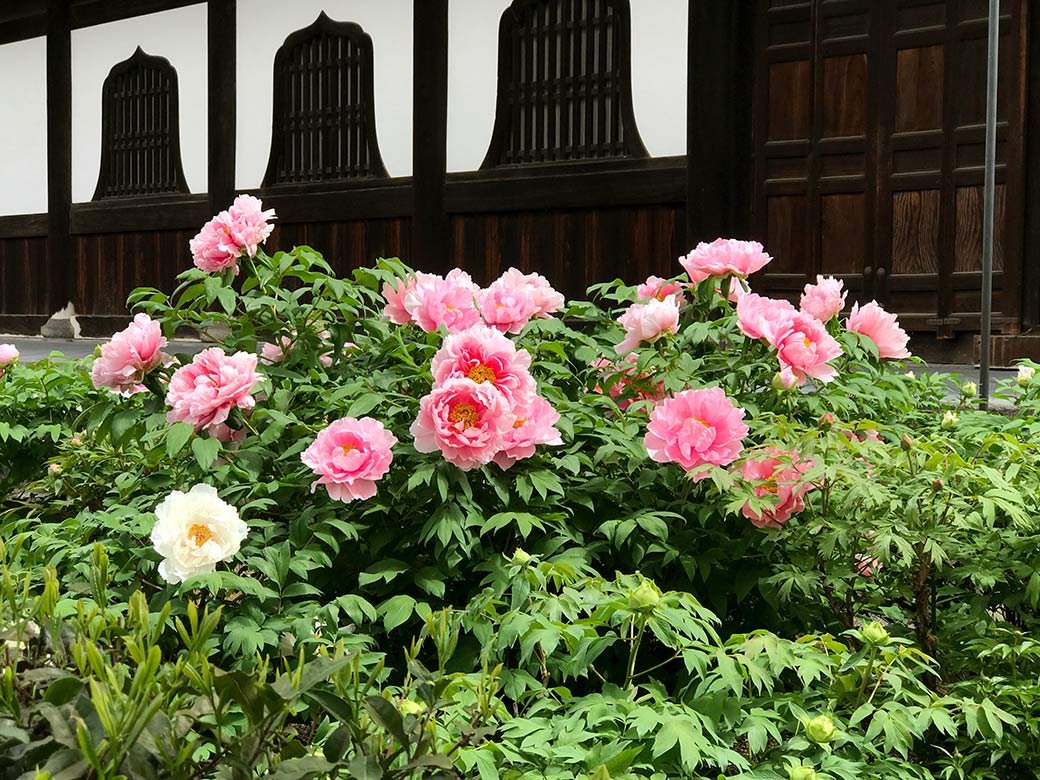 🛕 풍륜사(후린지) 이미지 6