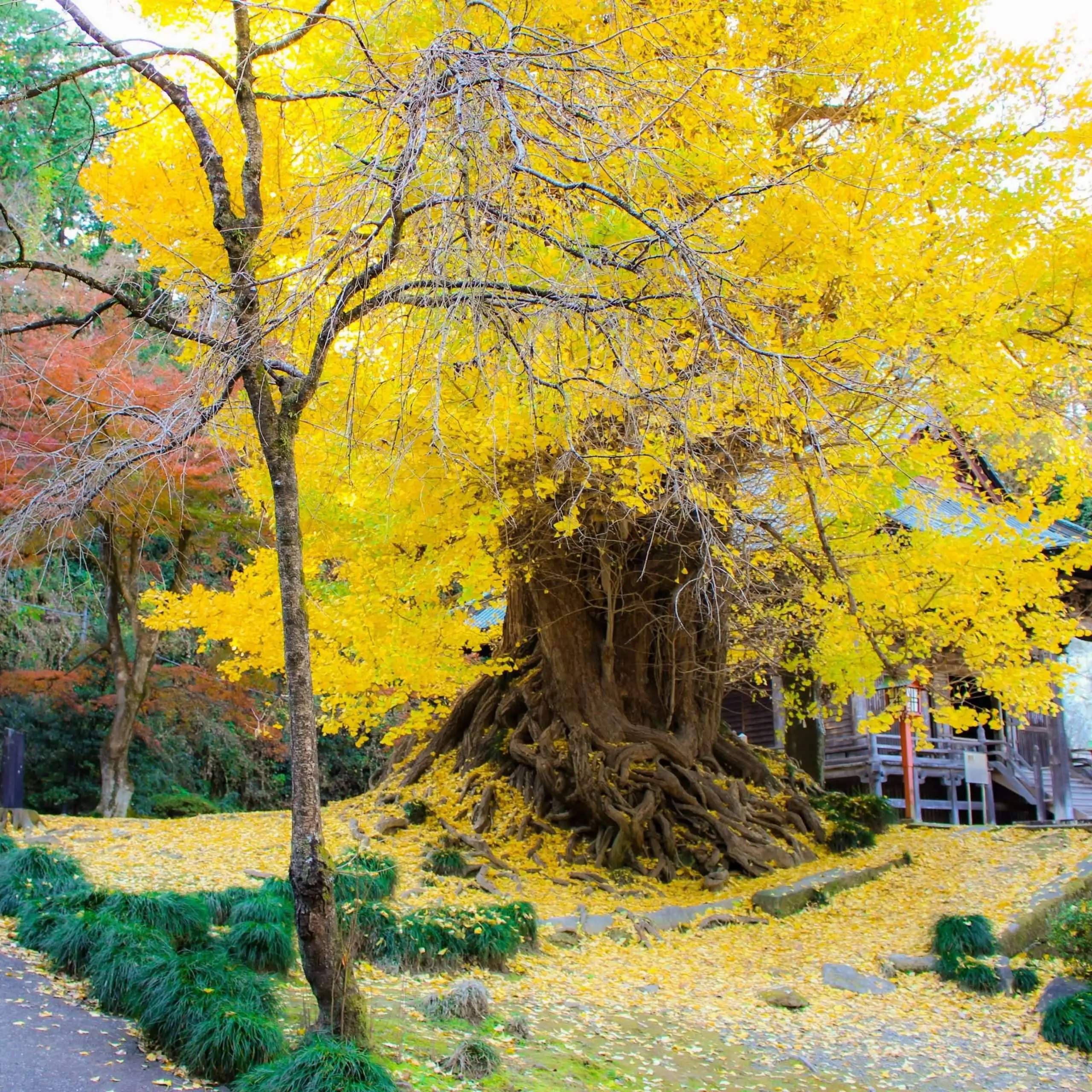 🏯 정법사(이와마데라) 이미지 6