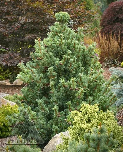 ⛩️ 대광원(다이코인) 이미지 6