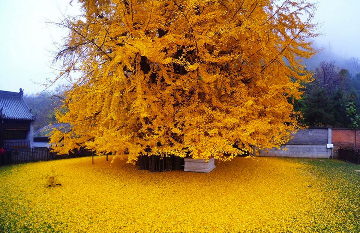 🏯 장안사(조안지) 이미지 5