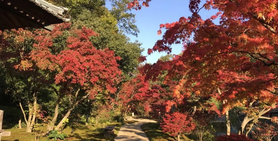 🏯 네고로지(네고로데라) 이미지 7