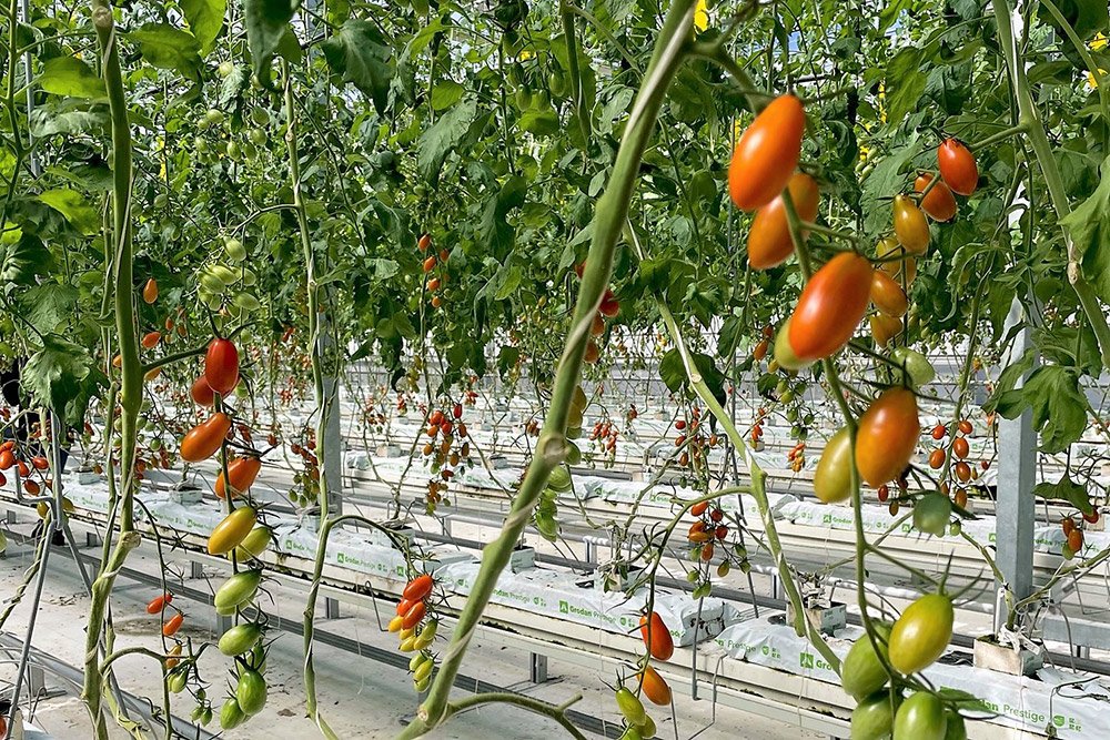 🍅 원더팜 이미지 9