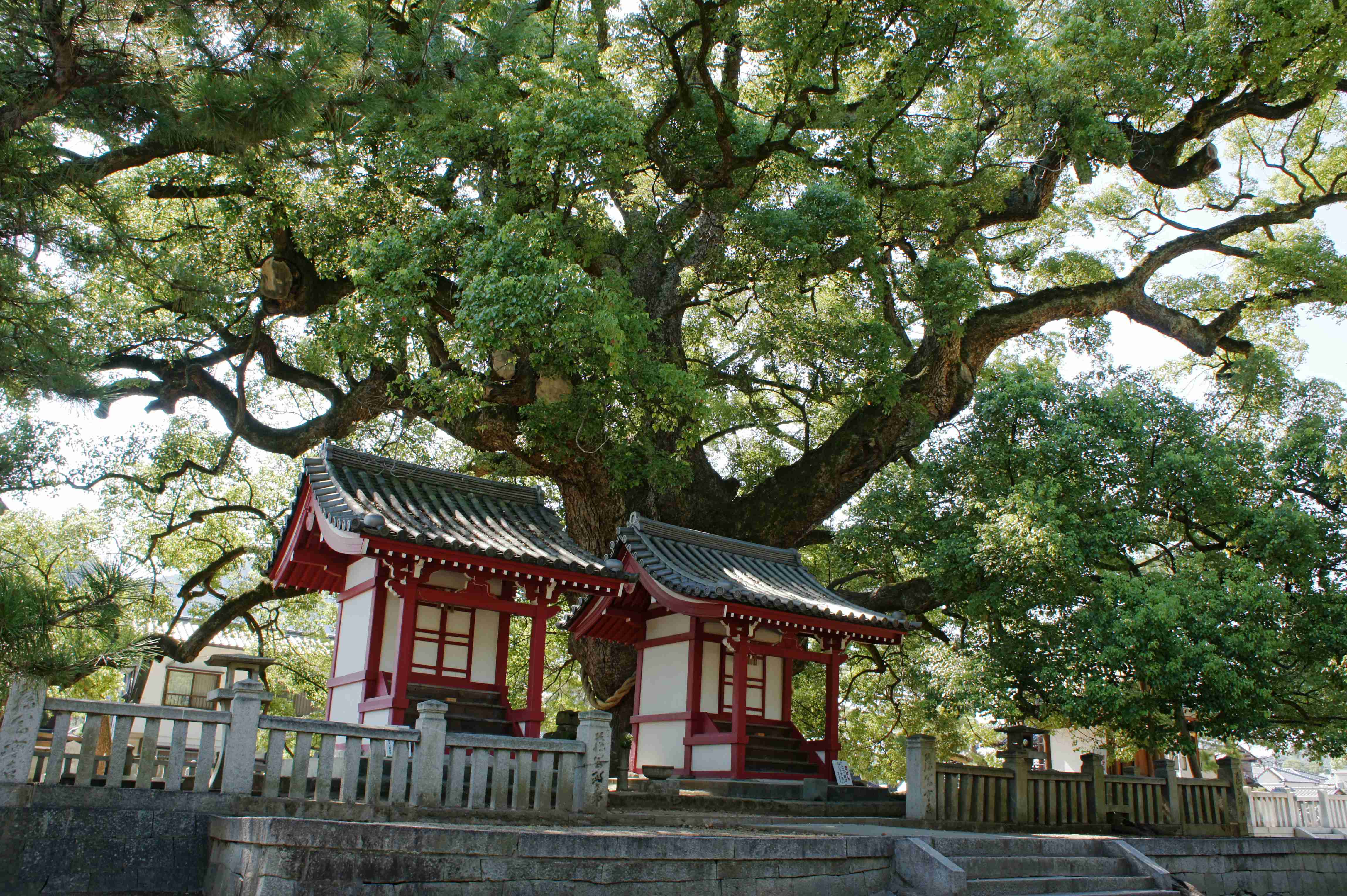 🏯 젠쓰지 이미지 6