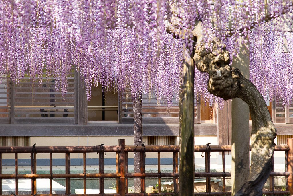 💮 묘복사(妙福寺)