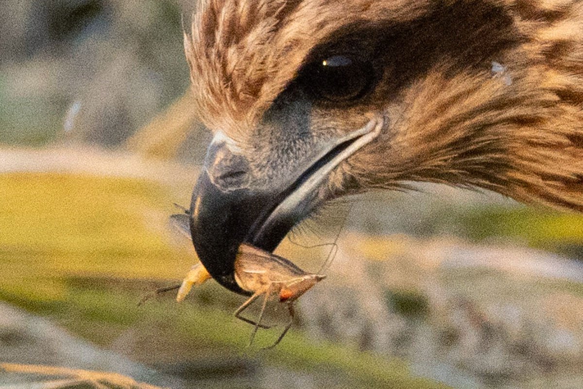 🏞️ 명신지(묘진이케) 이미지 4