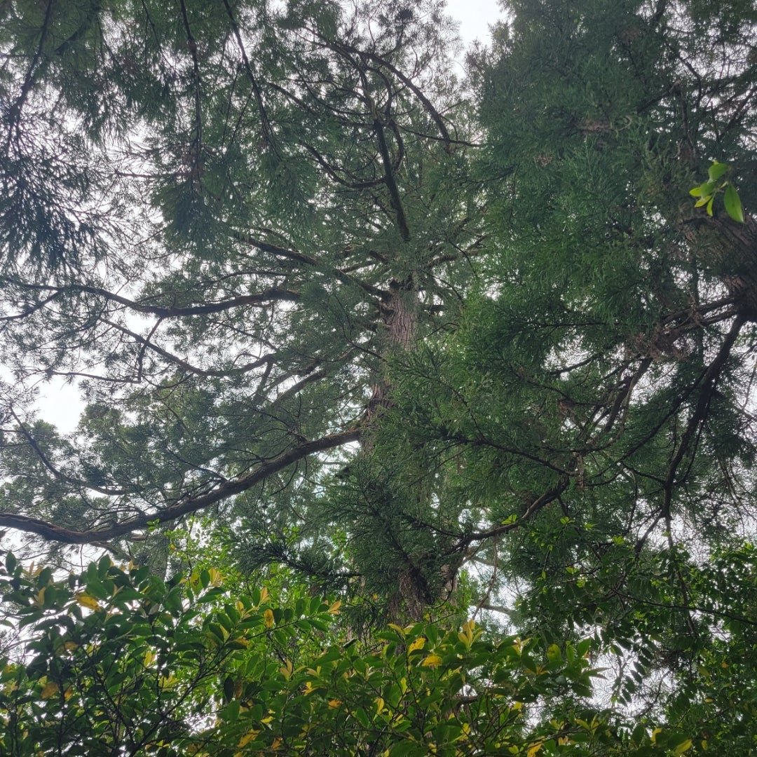 ⛩️ 금검궁(킨켄구) 이미지 8