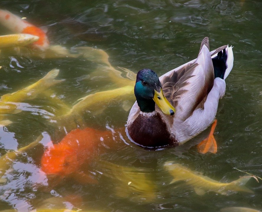 🏞️ 용옥지(와쿠타마이케) 이미지 7