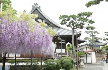 🌸 후지이데라 (葛井寺) 이미지 7